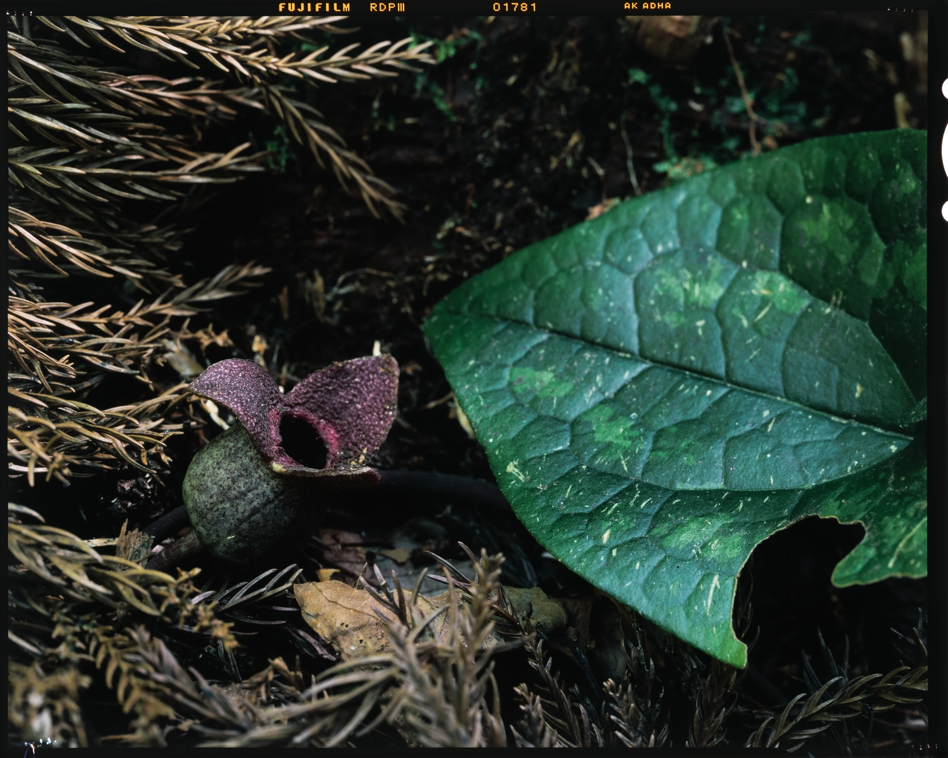 Asarum megacalyx